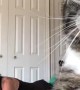 Kitty Photobombs Owner's Yoga Session