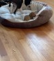 Boston Terrier is Not a Fan of Sharing Her Bed