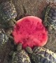 Turtles Enjoy a Nice Christmas Dinner