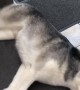Husky Loves to Run in His Sleep