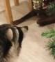 Cute Raccoon Can't Resist Shiny Christmas Decoration