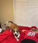 Beagle is a Booty Bully