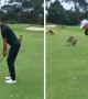 Golfer's round interrupted by mob of...kangaroos?