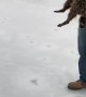 Raccoon Rescued from Frozen Lake