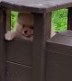 Cute Pomeranian gets stuck inside a toy train