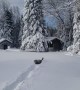 Chocolate Lab Plays in Fluffy Snow