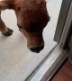 Baby Cow Follows Owner into House