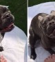 Puppy Totally Loses It Over Brand New Pool