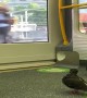 Pigeons Take Public Transportation
