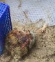 Rescued Hermit Crab Switches Shells