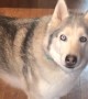 Vocal Husky Stubbornly Protests His Treat