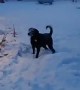 Doggy Plays Catch With Shovelled Snow