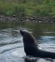 Rare Sight of Seal Wading in Fresh Water