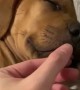 Sleeping Puppy Startled Awake by Parents