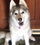 Husky Literally Prevents Owner From Leaving the House