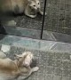 Intelligent Kitty Uses Lift to Get Outside