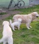 Dog Jumps Onto Golden Retriever\'s Back And Goes For Ride