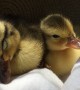 Tired Ducklings Falling Asleep Will Totally Make Your Day