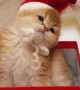 Adorable Kitten Pops out of Present