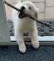 Puppy Struggles to Bring Stick Inside