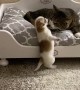 Pushy Puppy Forces Cat from Bed