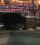 Black Bear Pilfers Poolside Trash