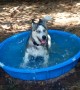 Husky Puppy Absolutely Loves This Baby Pool