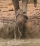 Elephants Rush Over To Help Youngster Stuck In Mud Bank