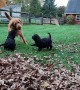 Puppy Recess with Golden Doodles