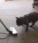 French Bulldog puppy makes vacuuming really difficult