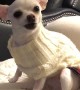 Adorable Rescue Chihuahua Howls for Attention