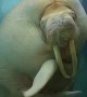 Friendly Walrus Blows Some Kisses