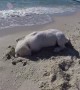 Dog Isn\'t Happy After Ocean Keeps Filling Hole He Dug