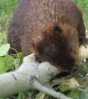 Beaver Chews through Thick Poplar Limb in 45 Seconds