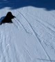 Playful Labrador Loves To Slide Down Snowy Ski Slope