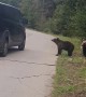 Bears Go to Vehicles for Food