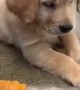 Puppy Adorably Fascinated By Spraying Water Hose