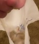 Kitten Loves Plastic Bags