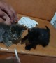 Feeding Hungry Rescued Kittens Through Syringe