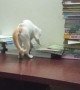 Kitty Somersaults Right off Table