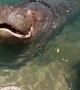 Hungry Hungry Hippos Have Lunch