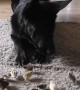 German Shepherd Puppy Looks After Tiny Newborn Chicks