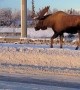 Moose Walking Through City Streets