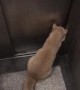 Clever Kitty Uses Lift and Then Lets Itself In