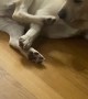 Lab Confused by Twitchy Foot