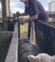 Gate Separates Lambs and Ewes Easily
