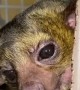 Comfy Kinkajou Is Very Vocal about the Cold