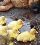 Doggy Loves Looking After Ducklings