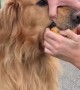 Golden Retriever Steals Apple and Refuses to Give it Back