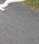 Snake Causes Scene on Street
